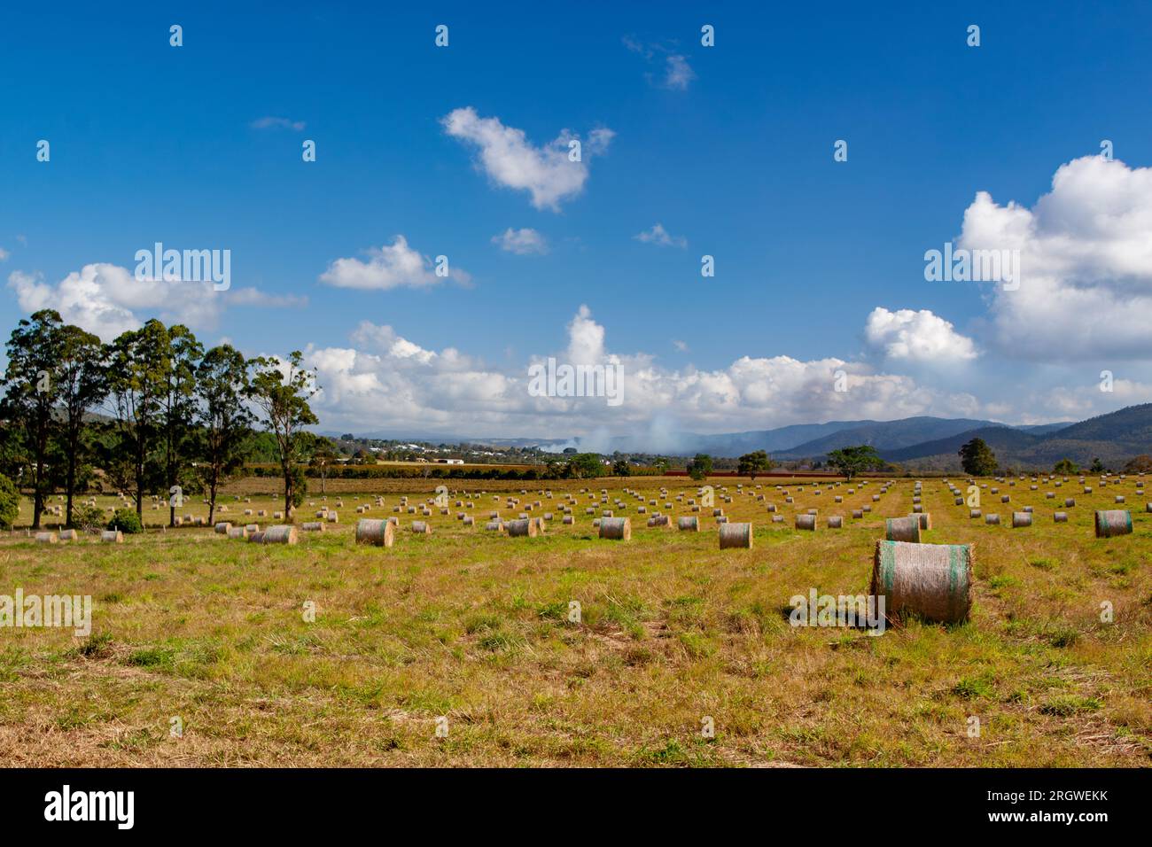 Champ de Haybales. Circulaire, fraîchement récolté, Tolga, Australie Banque D'Images