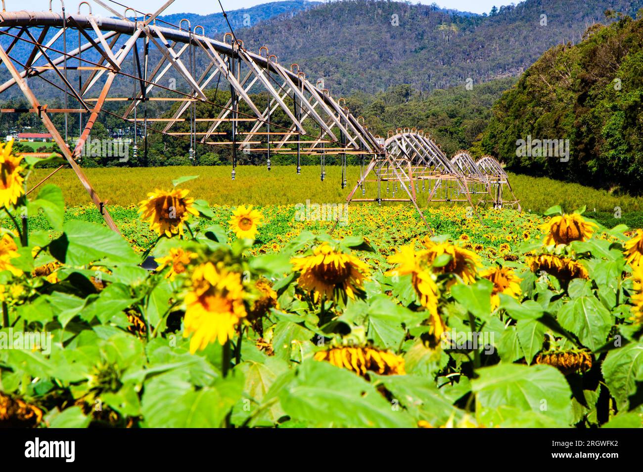 Sunflower Farm, Helianthus annuus, Atherton, Australie Banque D'Images