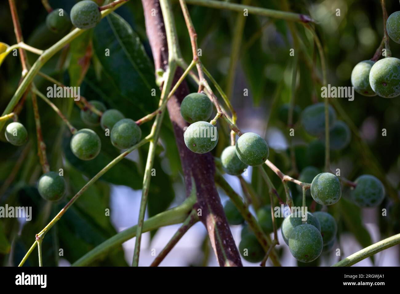 Gros plan de fruits verts Melia azedarach ou Chinaberry Tree. Lilas du Cap, syringa berrytree, lilas persan, lilas indien. Banque D'Images