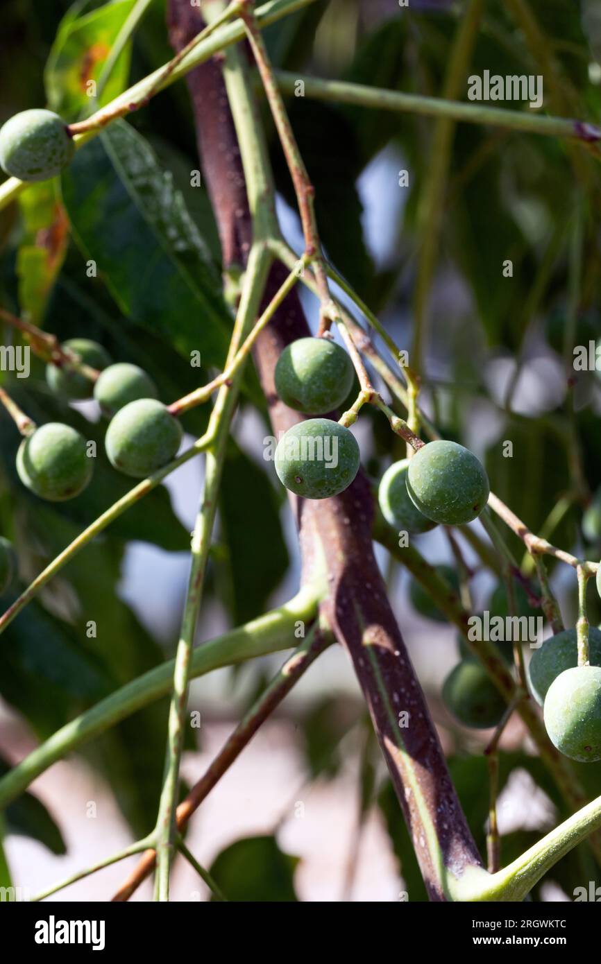 Gros plan de fruits verts Melia azedarach ou Chinaberry Tree. Lilas du Cap, syringa berrytree, lilas persan, lilas indien. Banque D'Images