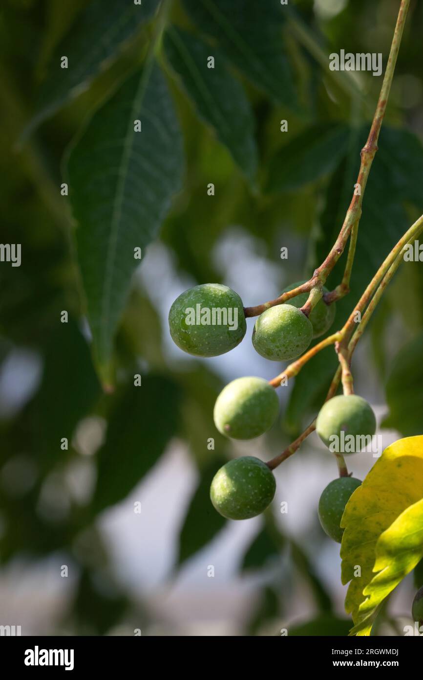 Gros plan de fruits verts Melia azedarach ou Chinaberry Tree. Lilas du Cap, syringa berrytree, lilas persan, lilas indien. Banque D'Images