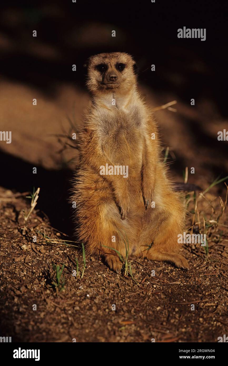 Le méerkat (Suricata suricata) ou suricate est une petite bernache que l'on trouve en Afrique australe. Banque D'Images