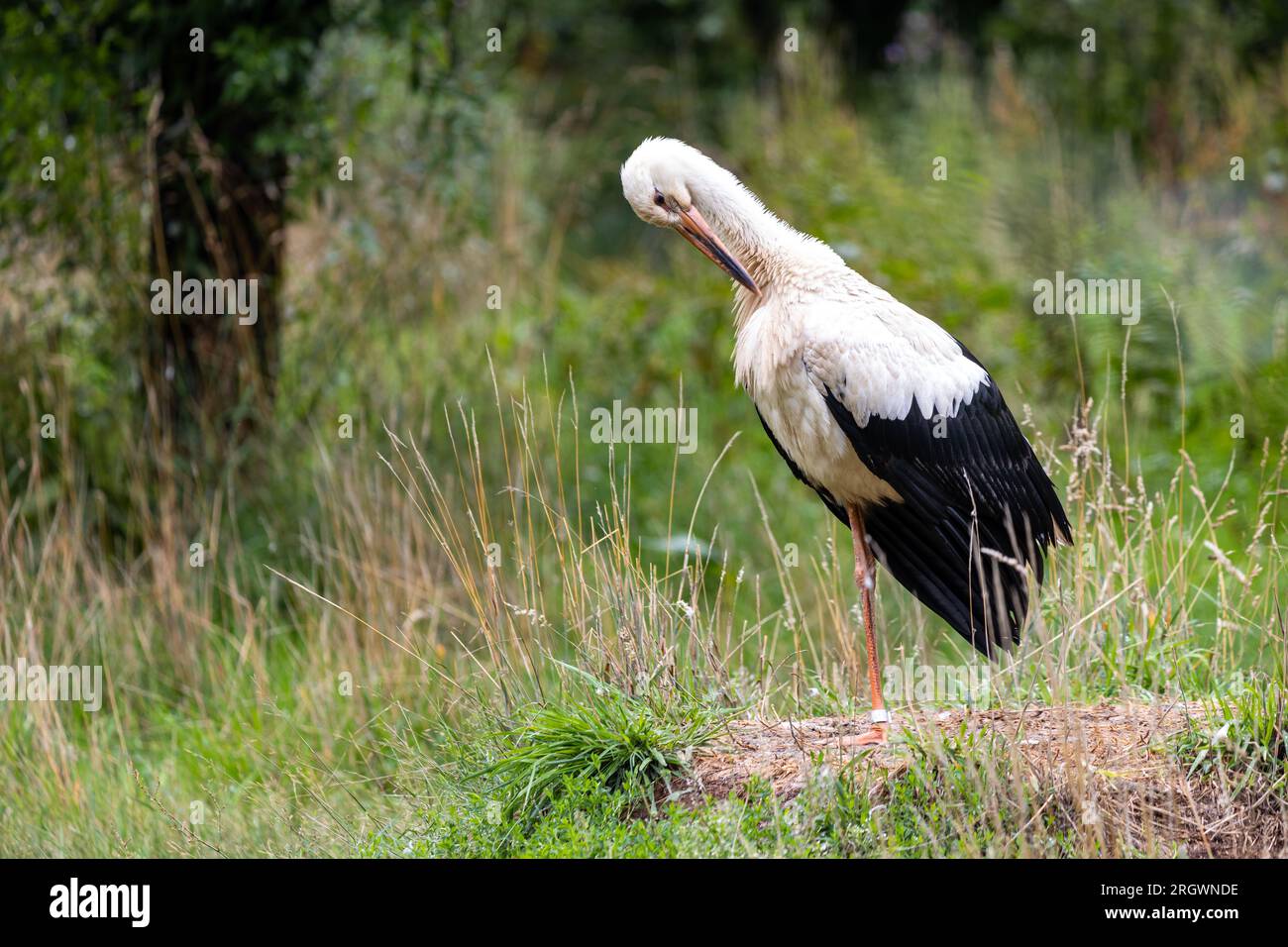 Vogel Storch Klapperstorch Banque D'Images