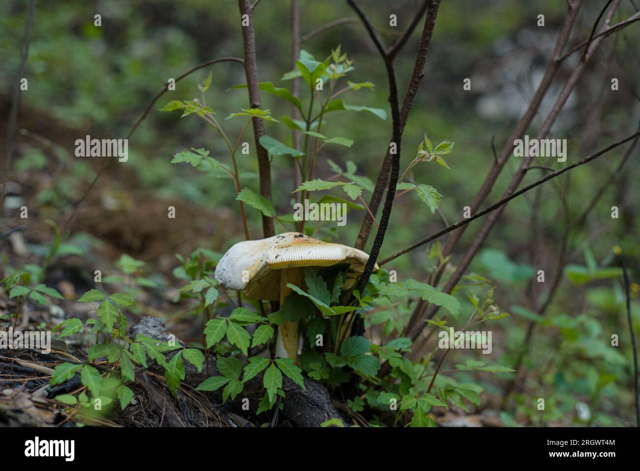 Champignon comestible au milieu de la forêt. Banque D'Images