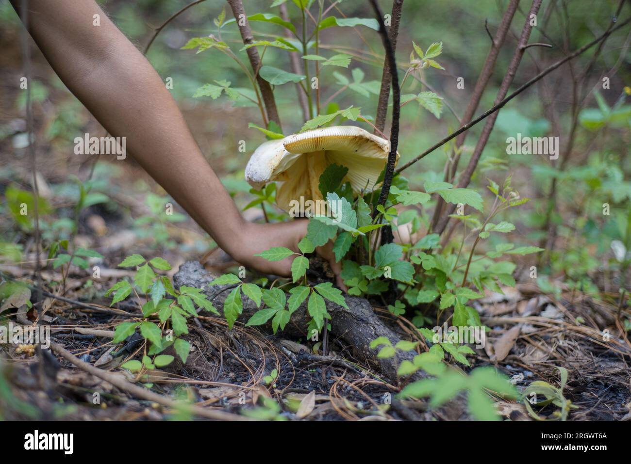 Personne ramassant des champignons au milieu de la forêt. Banque D'Images