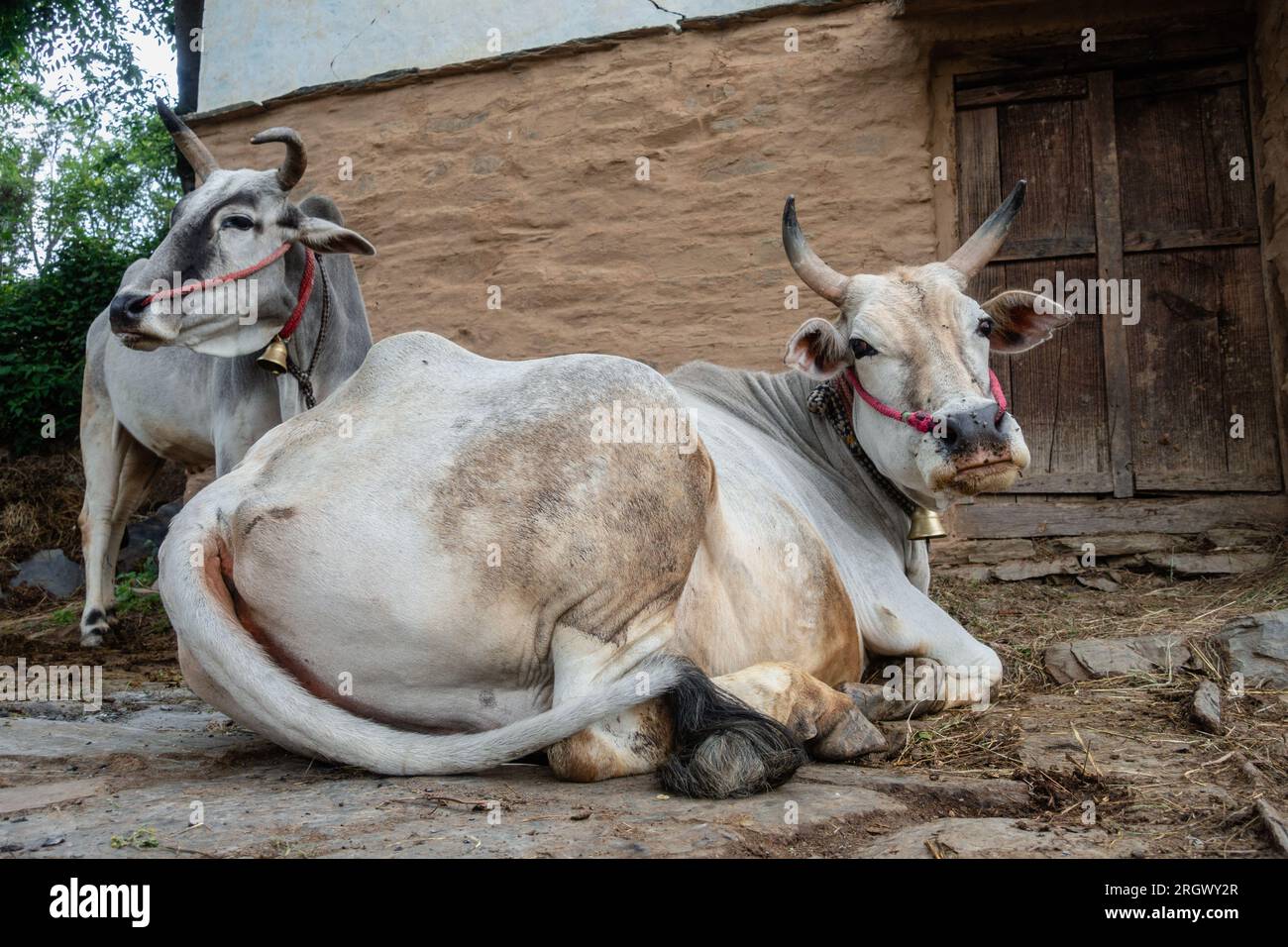 Vache Badri avec de longues cornes attachées par une corde et une corde nasale dans le village d'Uttarakhand Banque D'Images