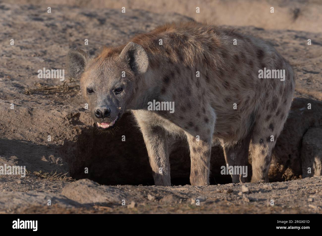 Hyène tachetée, Crocuta crocuta, Hyaenidae, Parc national d'Amboseli, Kenya, Afrique Banque D'Images