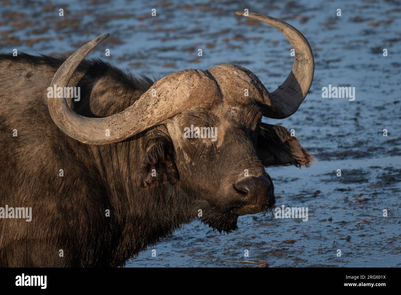 Buffle africain, Sincerus caffer, Bovidés, Parc national d'Amboseli, Kenya, Afrique Banque D'Images
