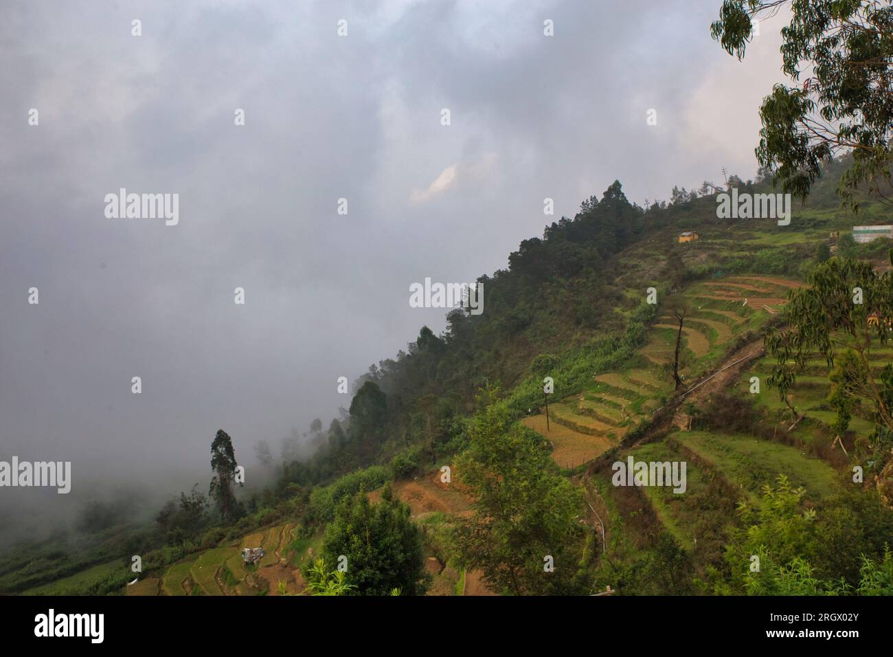 Belle ferme agricole vue sur le terrain à Vattavada à Munnar, district d'Idukki, Kerala, Inde Banque D'Images