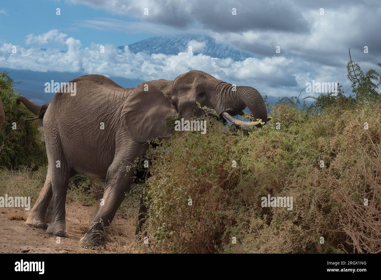 Éléphant d'Afrique, Loxodonta africana, Elephantidae, Parc national d'Amboseli, Kenya, Afrique Banque D'Images