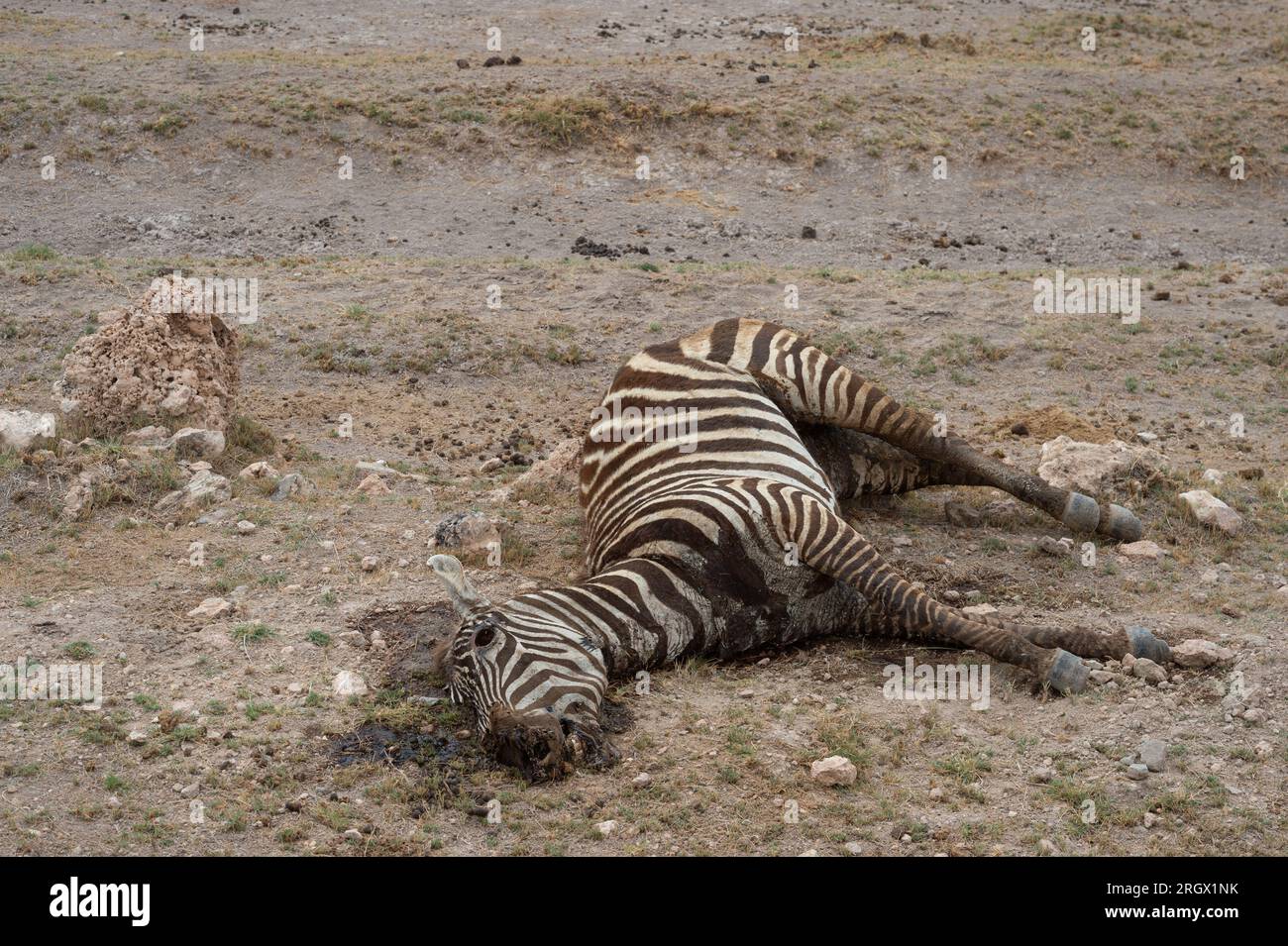 Le zèbre de Dead Grant pour la sécheresse due au changement climatique, Equus quagga boehmi, équidés, Parc National d'Amboseli, Kenya, Afrique Banque D'Images