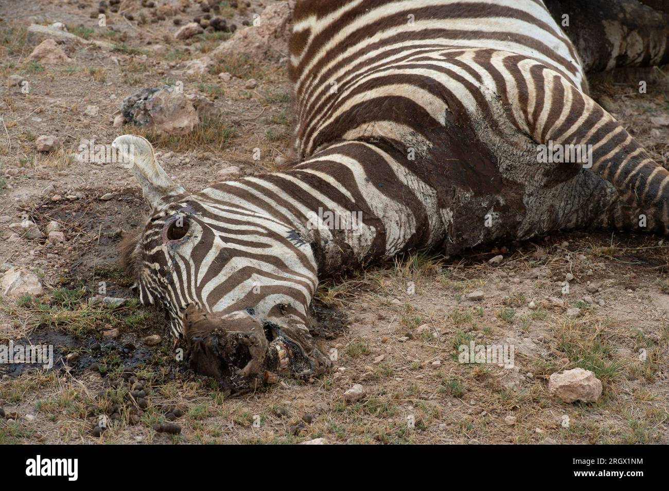 Le zèbre de Dead Grant pour la sécheresse due au changement climatique, Equus quagga boehmi, équidés, Parc National d'Amboseli, Kenya, Afrique Banque D'Images