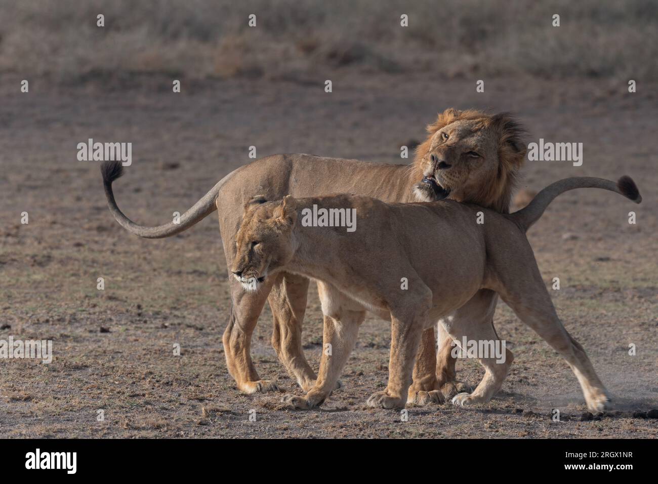 Couple de lions, Pantera leo, Felidae, parc national d'Amboseli, Kenya, Afrique Banque D'Images