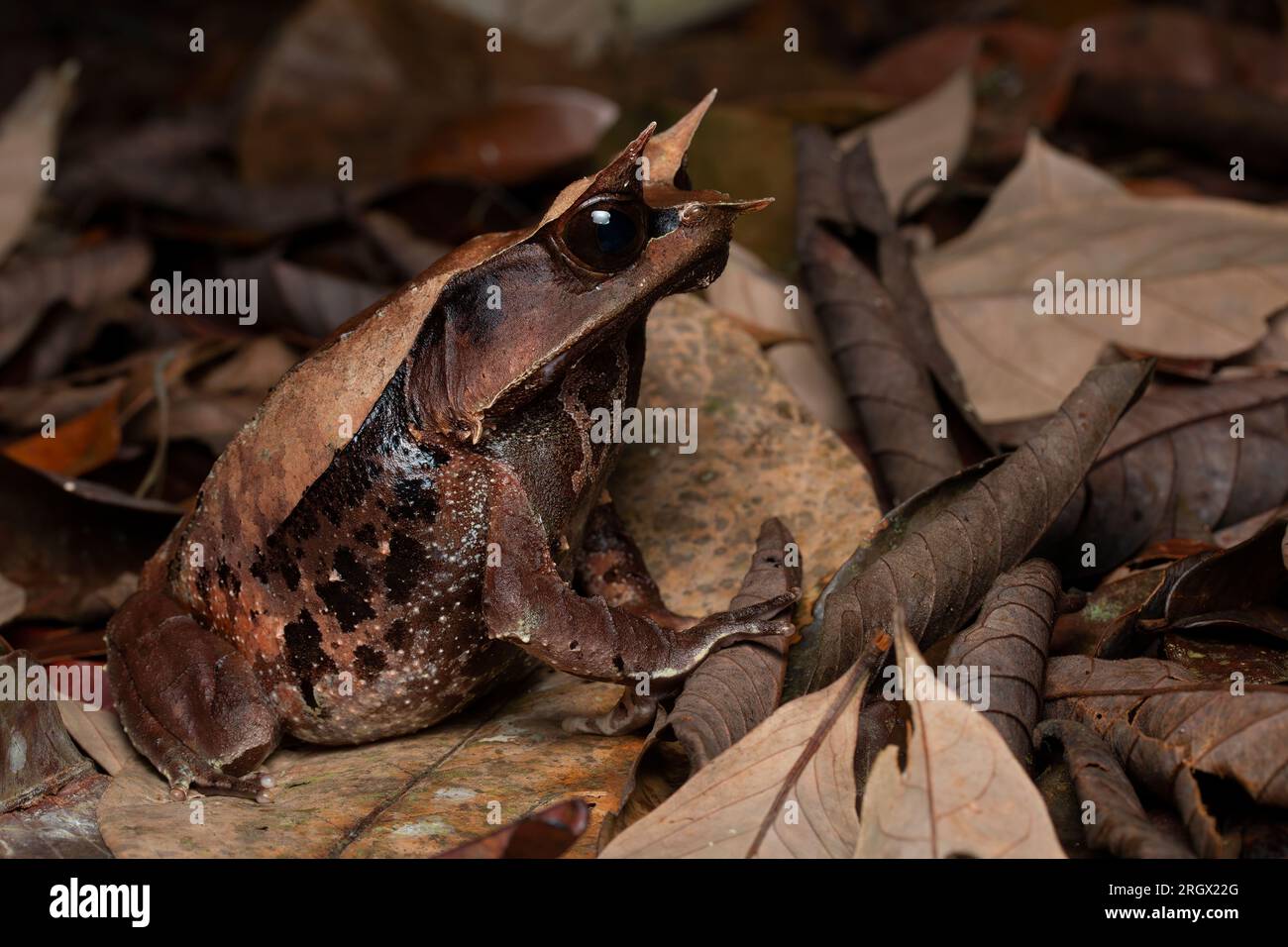 Grenouille cornée malaise, Pelobatrachus nasutus, en Malaisie Banque D'Images