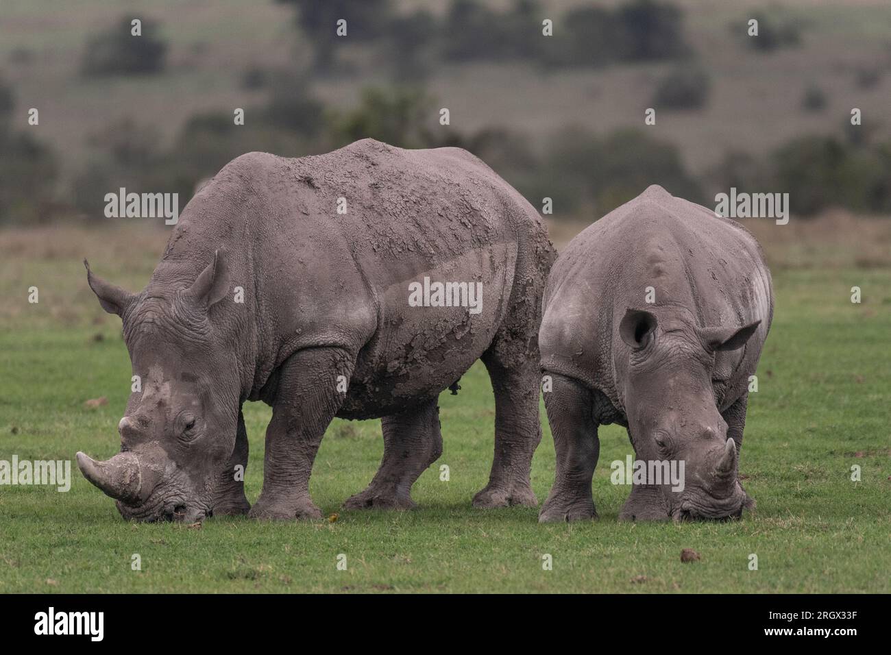 Rhinocéros blanc du Sud, Ceratotherium simum simum, Rhinocerotidae, OL Pejeta conservation Area, Kenya, Afrique Banque D'Images