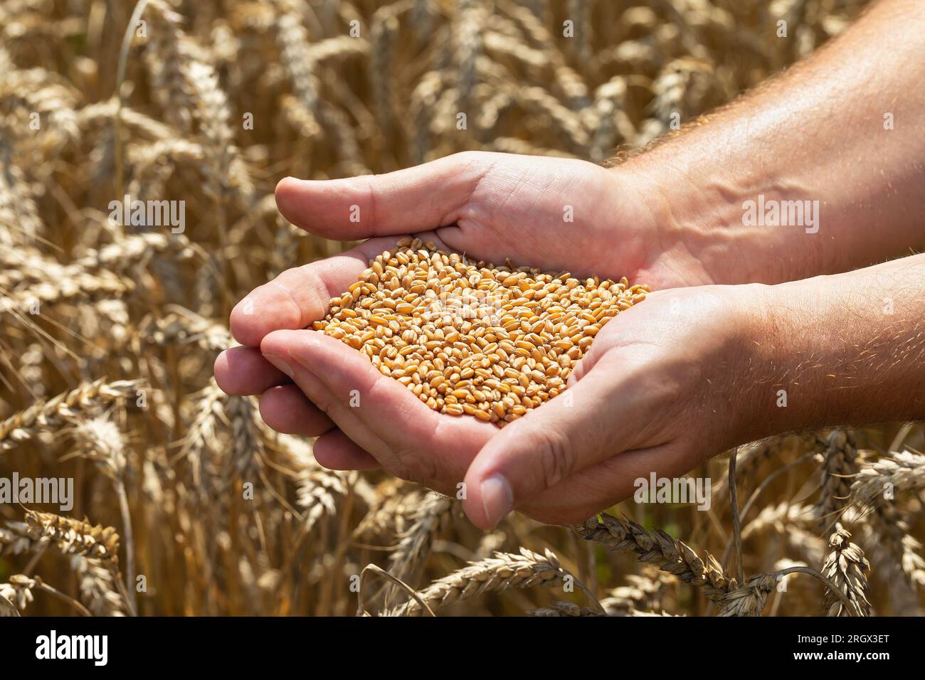 Un agriculteur tient des grains de blé dans ses mains sur le fond d'un champ Banque D'Images