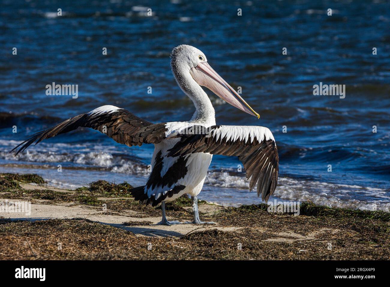 Pélican australien - Pelecanus conspicillatus - debout sur une plage avec ses ailes déployées, séchant au soleil, Tasmanie, Australie Banque D'Images