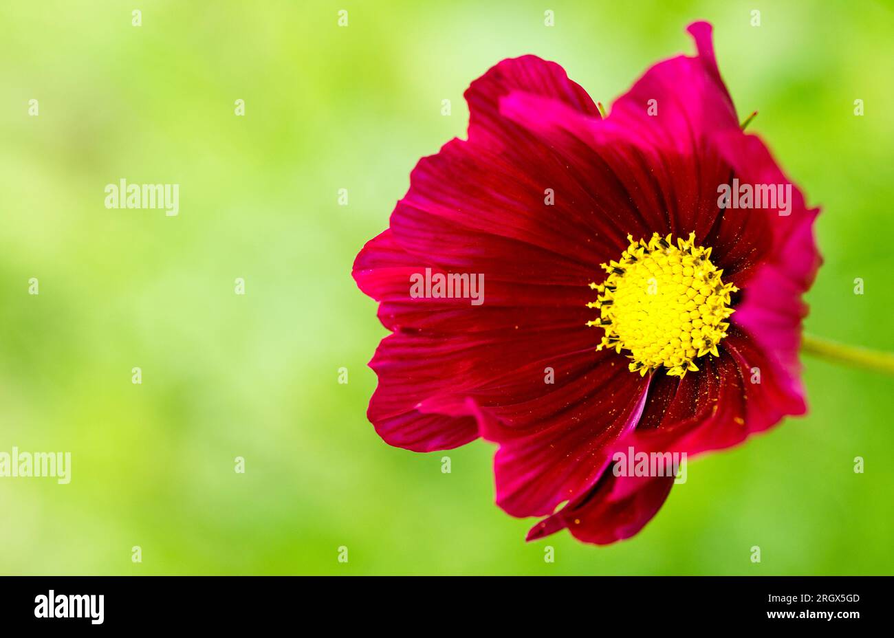 COSMOS bipinnatus 'Dazzler' en violet vif Banque D'Images