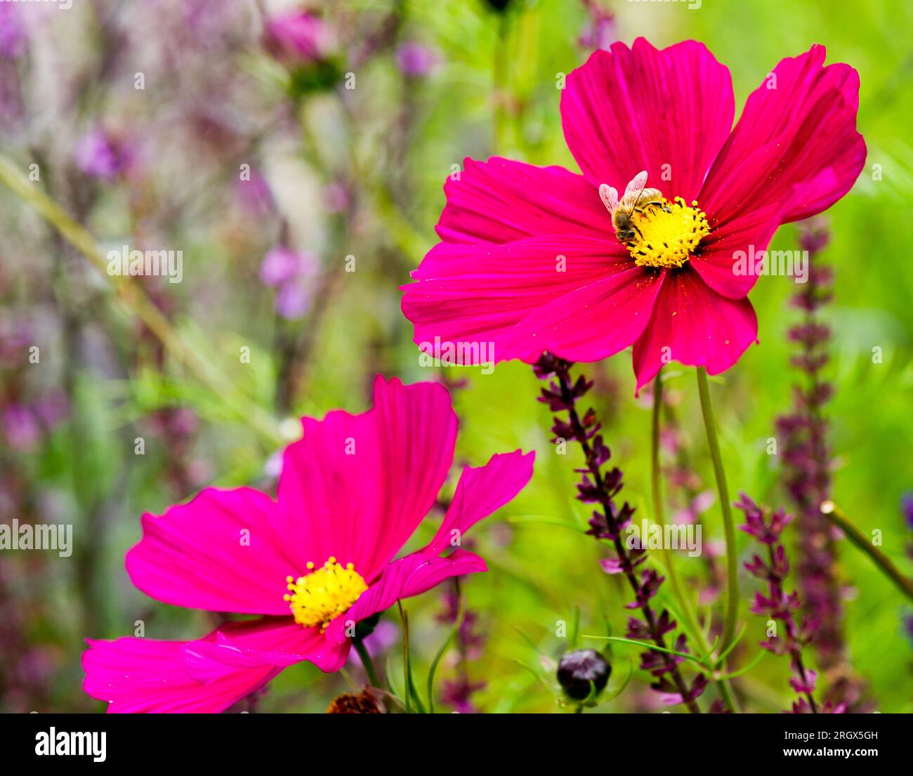 COSMOS bipinnatus 'Dazzler' en violet vif Banque D'Images