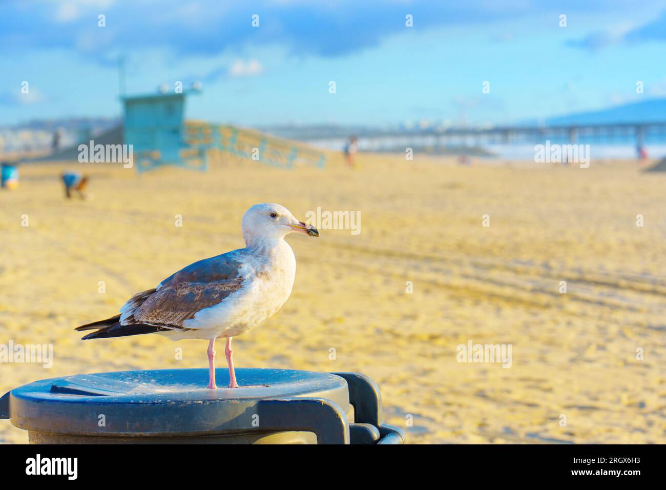 Seagull perché gracieusement sur une poubelle à Venice Beach. Équilibre délicat entre nature et impact humain. Banque D'Images