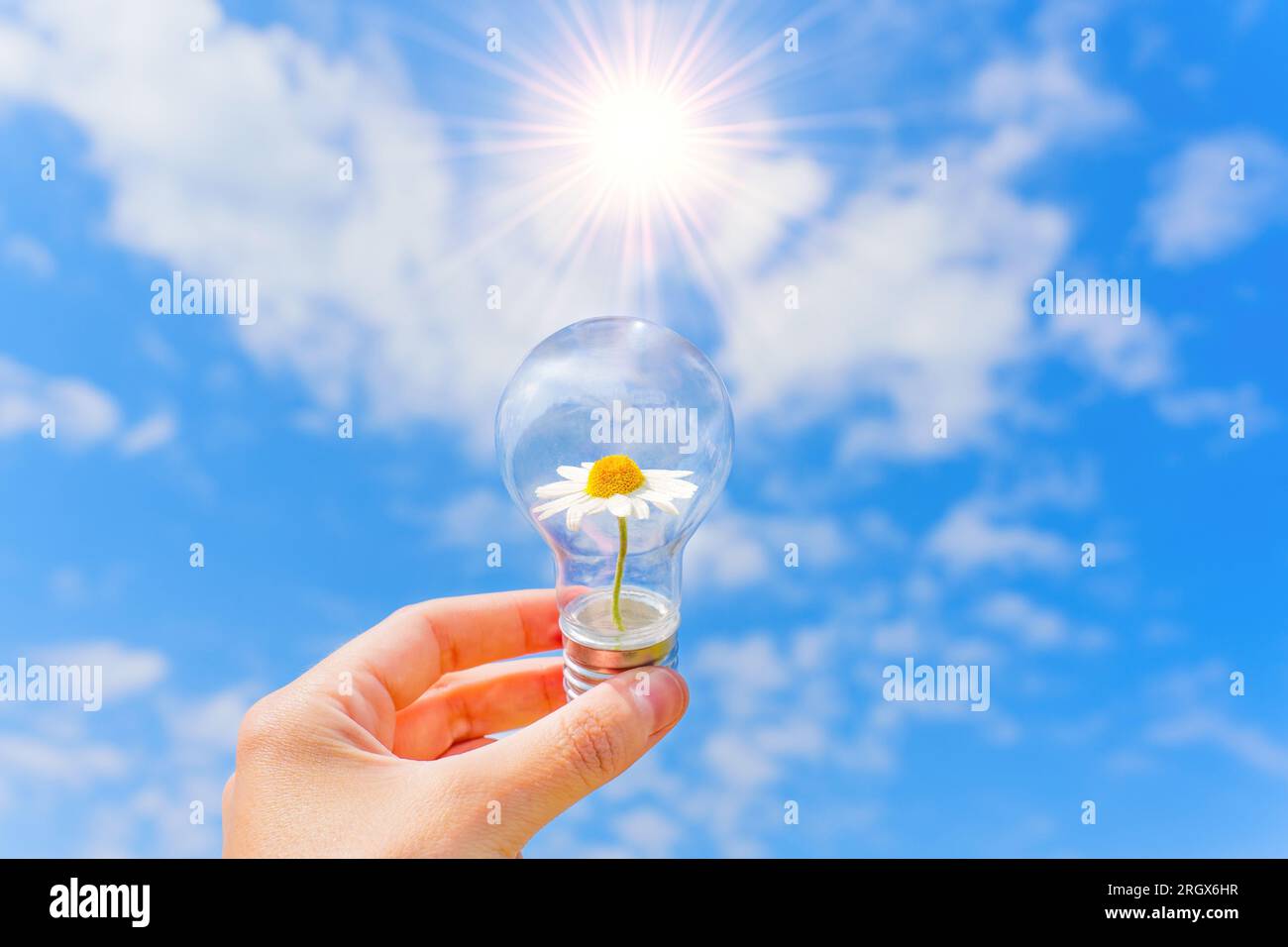 Ampoule avec une Marguerite fleurie nichée à l'intérieur tenue dans une main contre un ciel bleu serein avec des nuages blancs moelleux et un soleil radieux. Banque D'Images