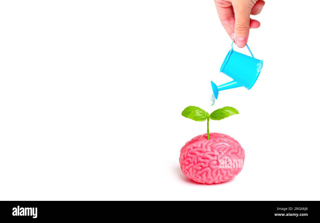 Vue rapprochée d'une main arrosant délicatement un modèle anatomique rose du cerveau humain à l'aide d'un arrosoir bleu miniature. Idées Nurturing et cultiv Banque D'Images