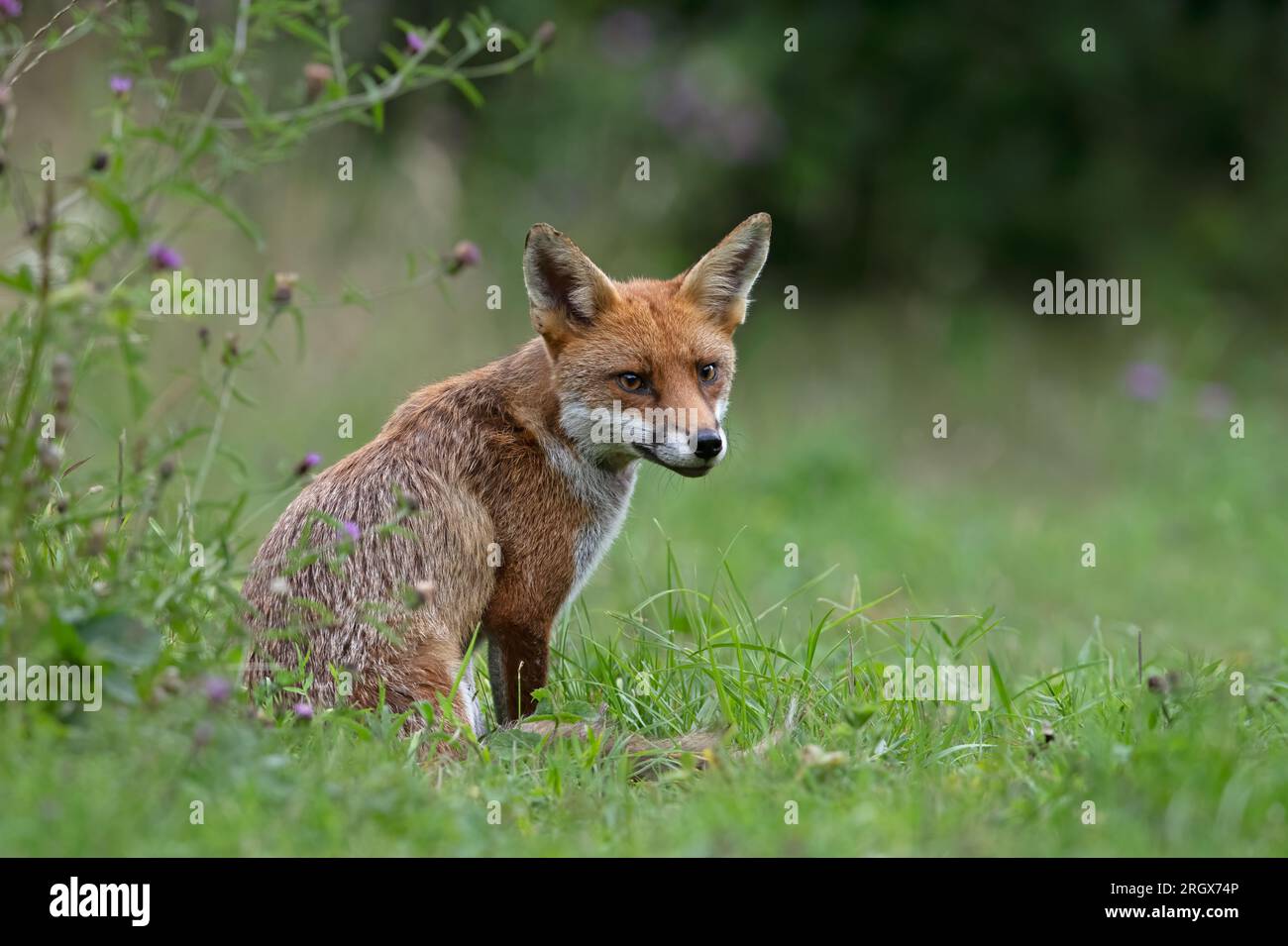 Renard rouge (Vulpes vulpes) dans une prairie d'été à la lisière d'une forêt Banque D'Images