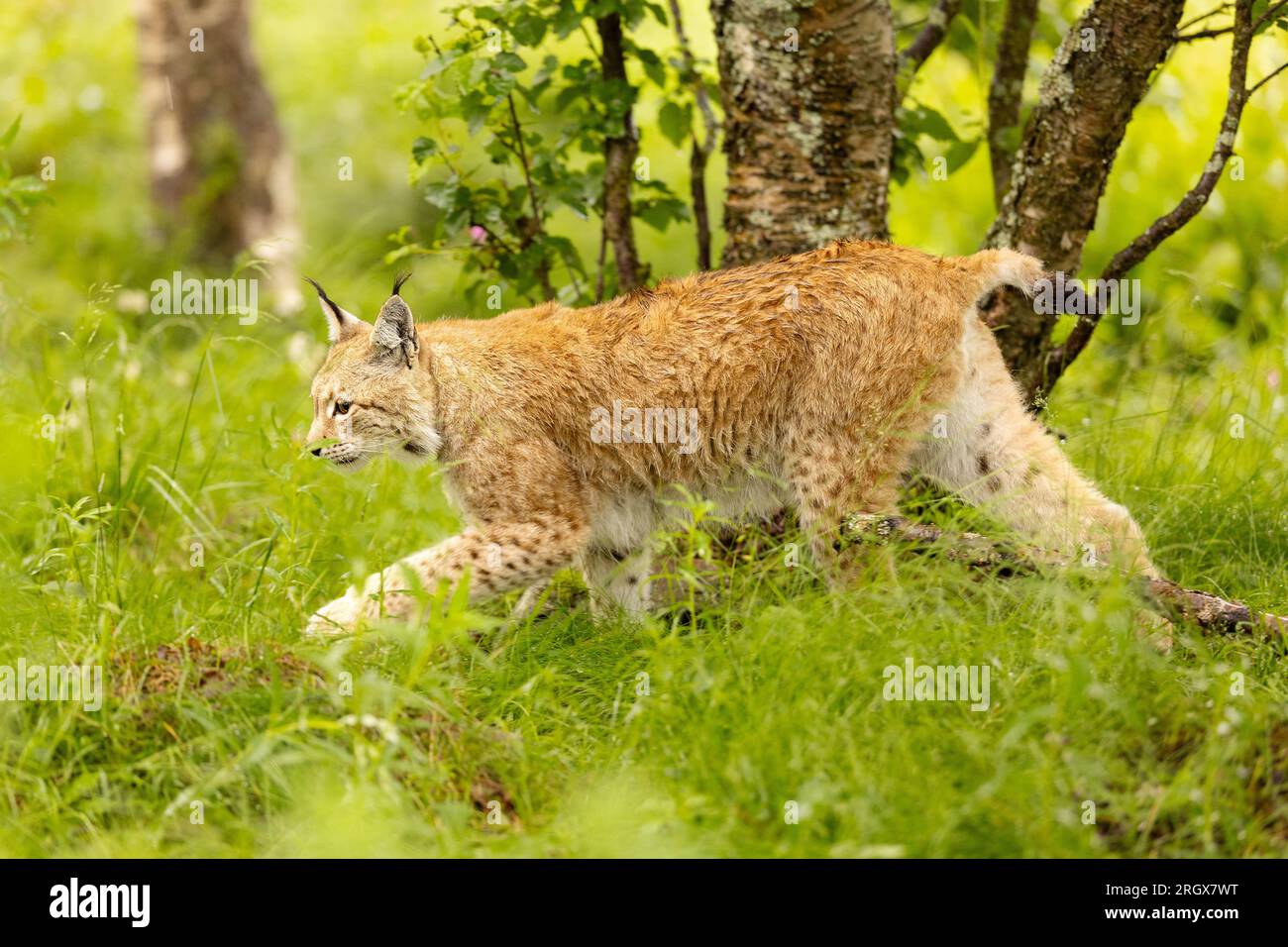 Lynx eurasien marchant au calme dans une forêt herbeuse Banque D'Images