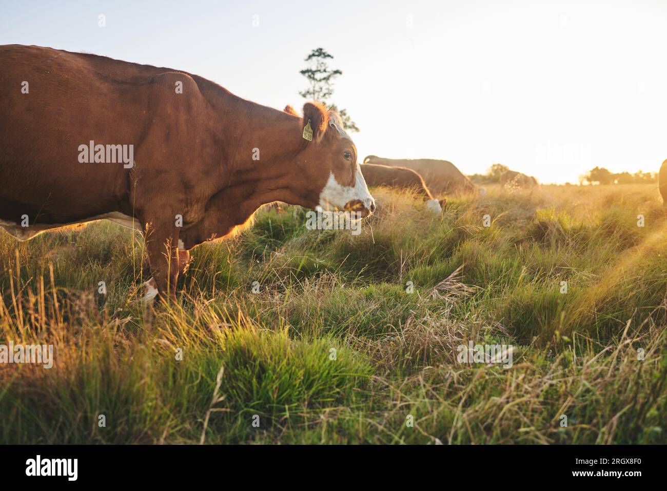 Agriculture, nature et coucher de soleil avec vache à la ferme pour la durabilité, l'environnement et l'industrie de la viande. Herbe, bétail et production laitière avec des animaux Banque D'Images