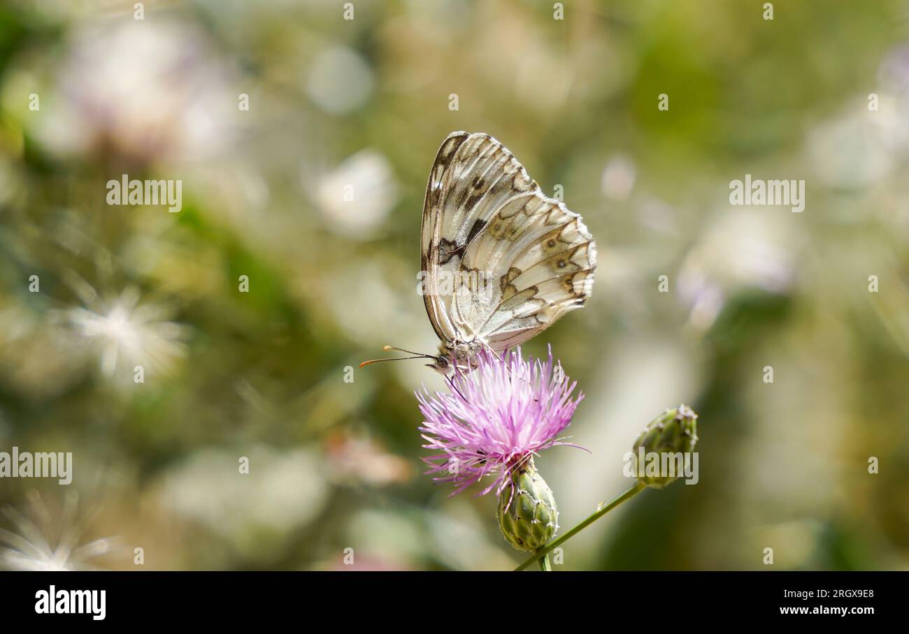 Péninsule ibérique, papillon, blanc marbré (Melanargia lachesis ) reposant sur fleur. L'Andalousie, espagne. Banque D'Images