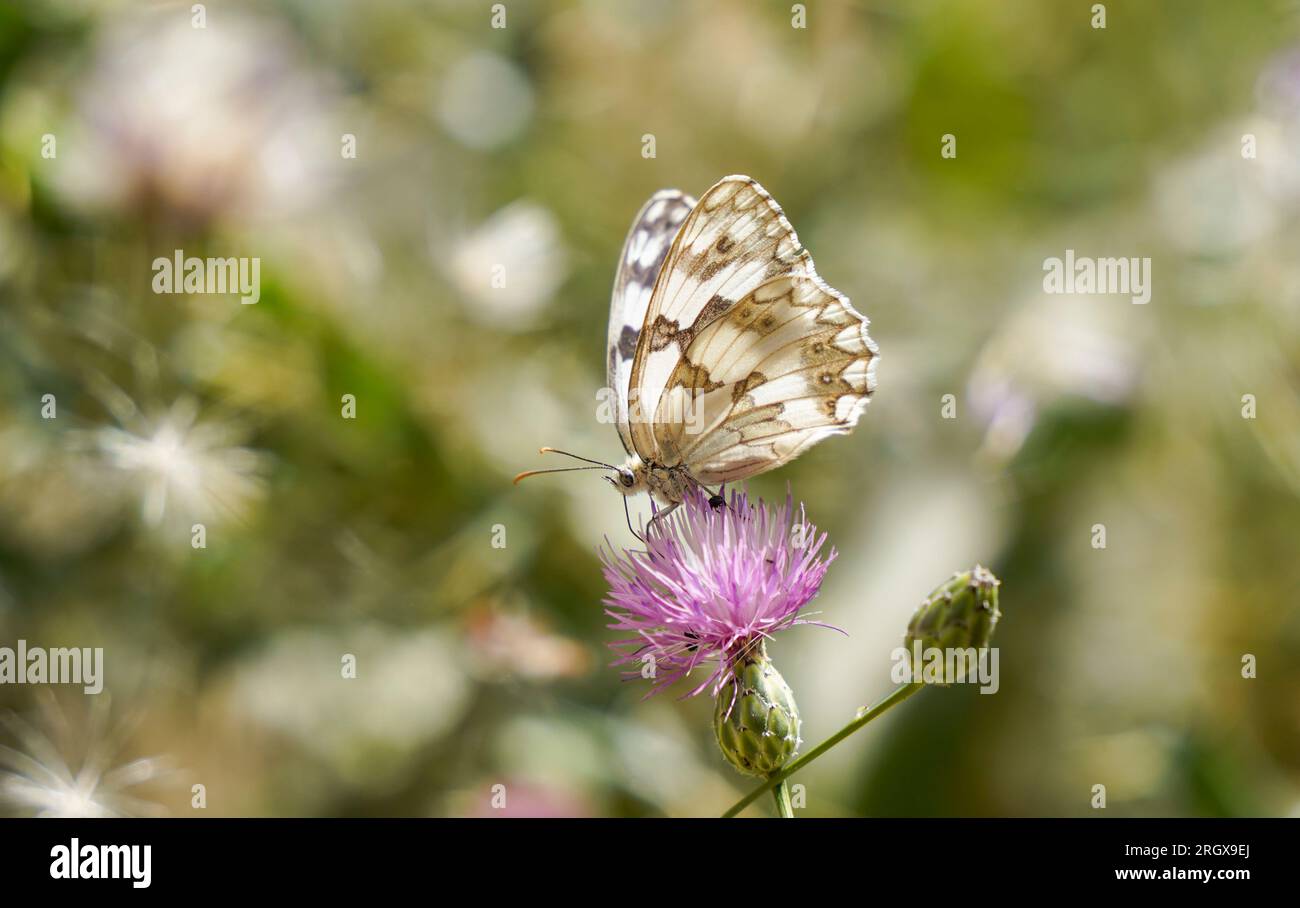 Péninsule ibérique, papillon, blanc marbré (Melanargia lachesis ) reposant sur fleur. L'Andalousie, espagne. Banque D'Images