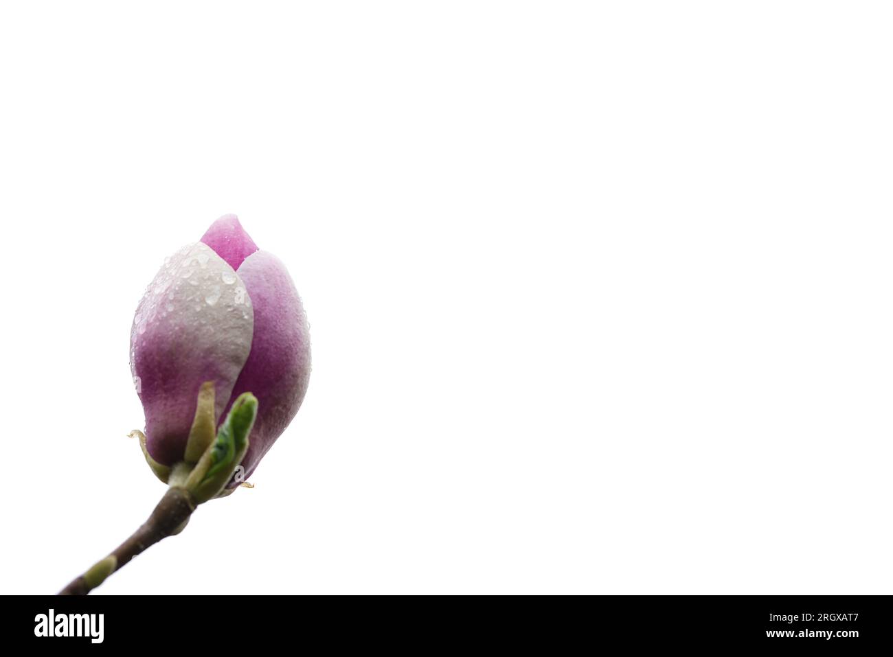 Arbre magnolia en fleurs dans le jardin derrière la maison. Mai 2023, Koszalin, Pologne. Banque D'Images