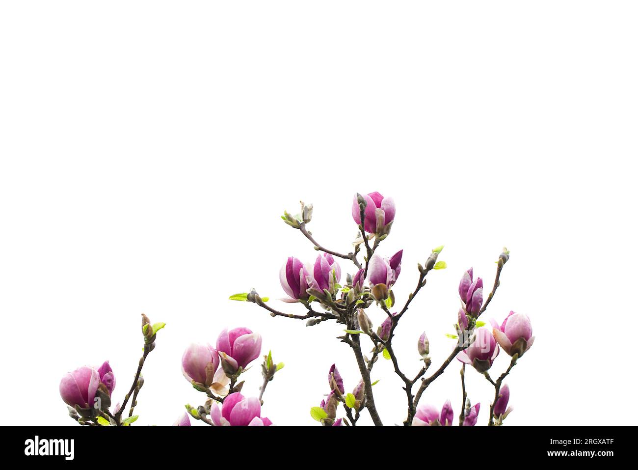 Arbre magnolia en fleurs dans le jardin derrière la maison. Mai 2023, Koszalin, Pologne. Banque D'Images