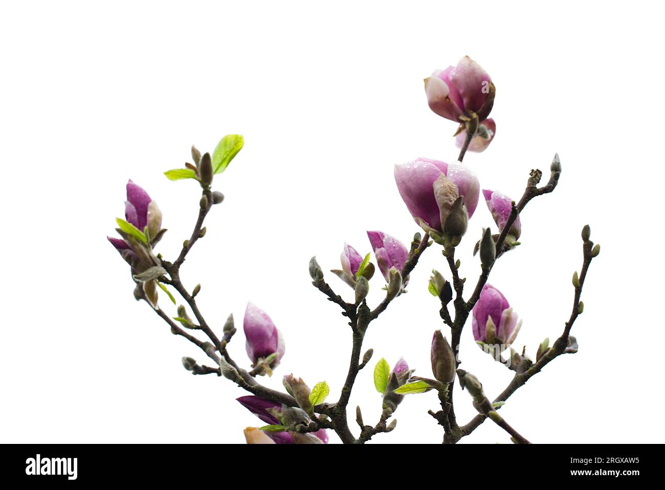 Arbre magnolia en fleurs dans le jardin derrière la maison. Mai 2023, Koszalin, Pologne. Banque D'Images