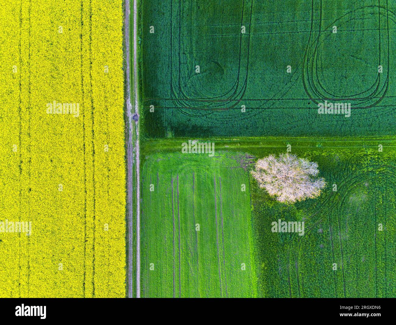 Drone aérien vue de dessus des champs de colza et de blé avec des lignes de chenilles de tracteur sur la journée ensoleillée de printemps ou d'été. Fond de nature, paysage photogra Banque D'Images