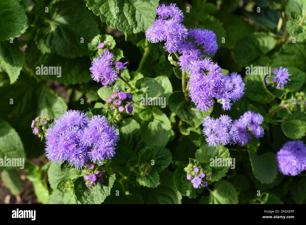 Fleurs violettes dans le jardin d'été. Bush Ageratum conyzoides. Petites fleurs d'ageratum. Banque D'Images