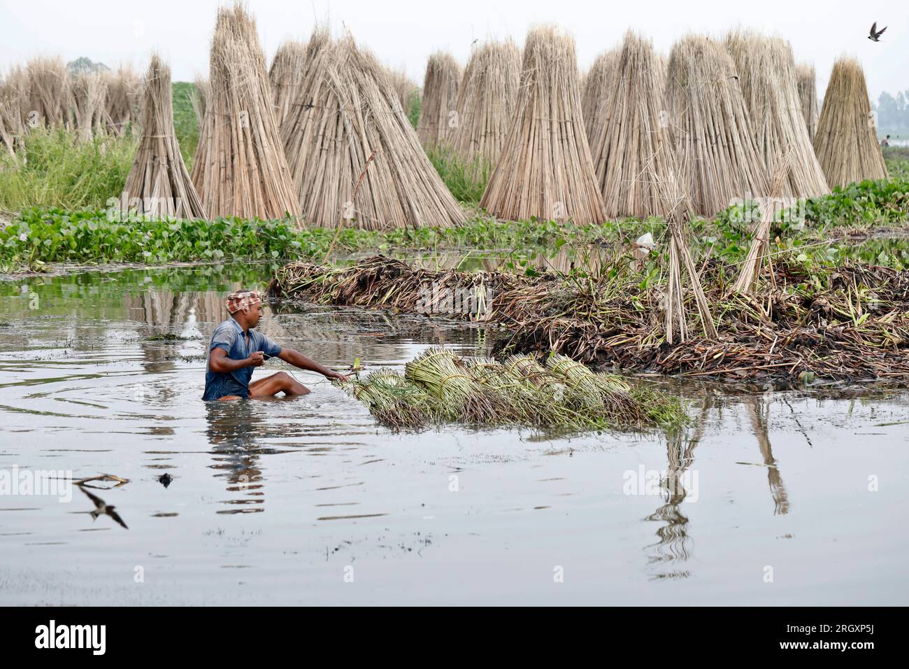 Pabna, Bangladesh - 08 août 2023 : les cultivateurs de jute du district de pabna ont continué à pourrir les plantes de jute de manière traditionnelle dans les rivières et o Banque D'Images