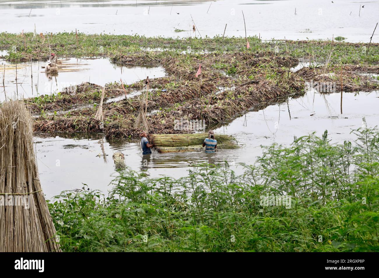 Pabna, Bangladesh - 08 août 2023 : les cultivateurs de jute du district de pabna ont continué à pourrir les plantes de jute de manière traditionnelle dans les rivières et o Banque D'Images