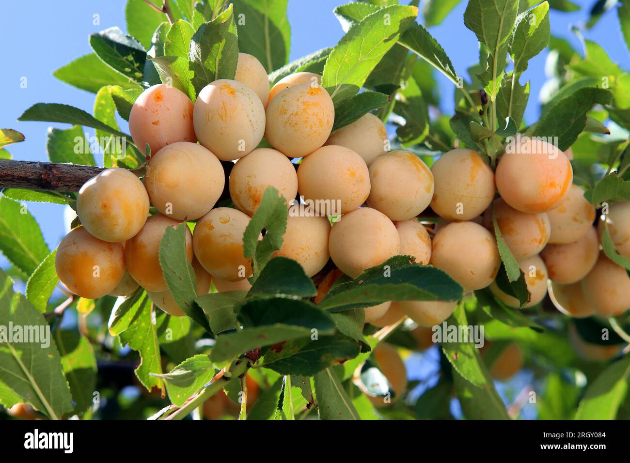 Riche Mirabelle Plum Harvest Banque D'Images