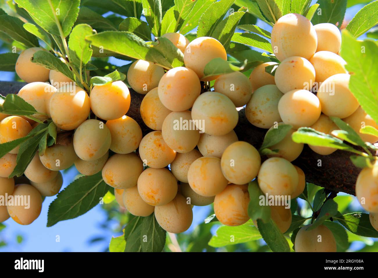 Riche Mirabelle Plum Harvest Banque D'Images