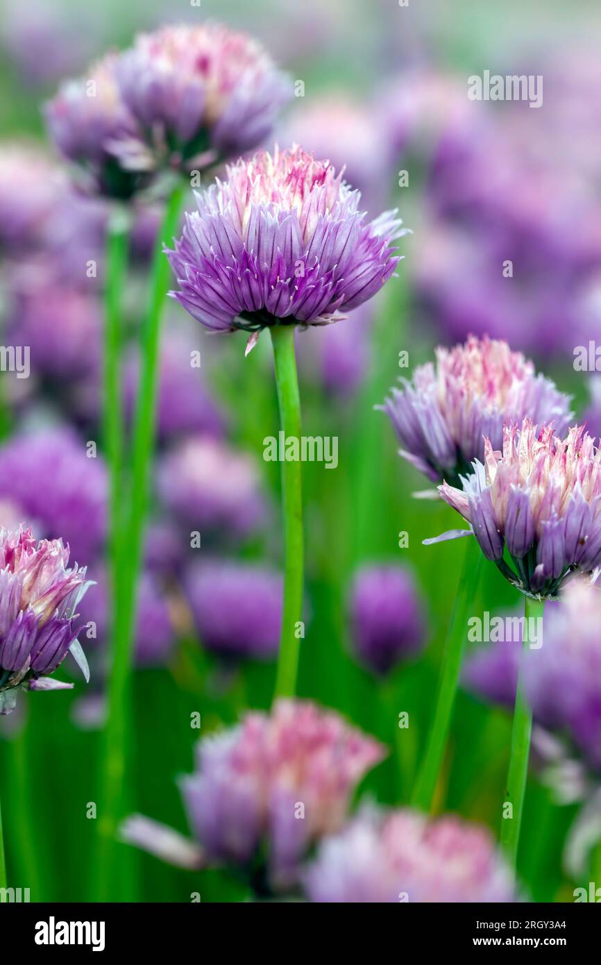 l'ail fleurit en été, obtenant des graines pour une nouvelle récolte d'ail Banque D'Images