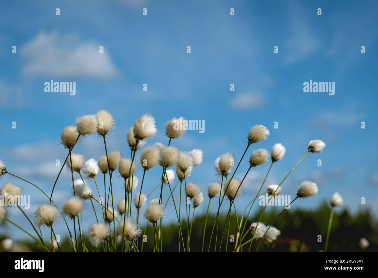 un gros plan de fleur de coton blanc contre le ciel bleu Banque D'Images