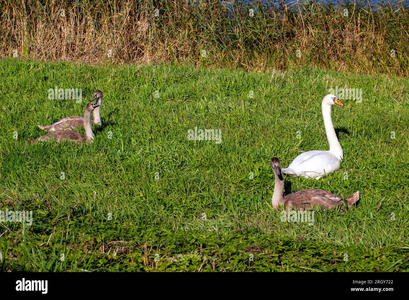 jeunes cygnes près de la rive de la rivière en été, beaux cygnes adultes avec plumage gris Banque D'Images