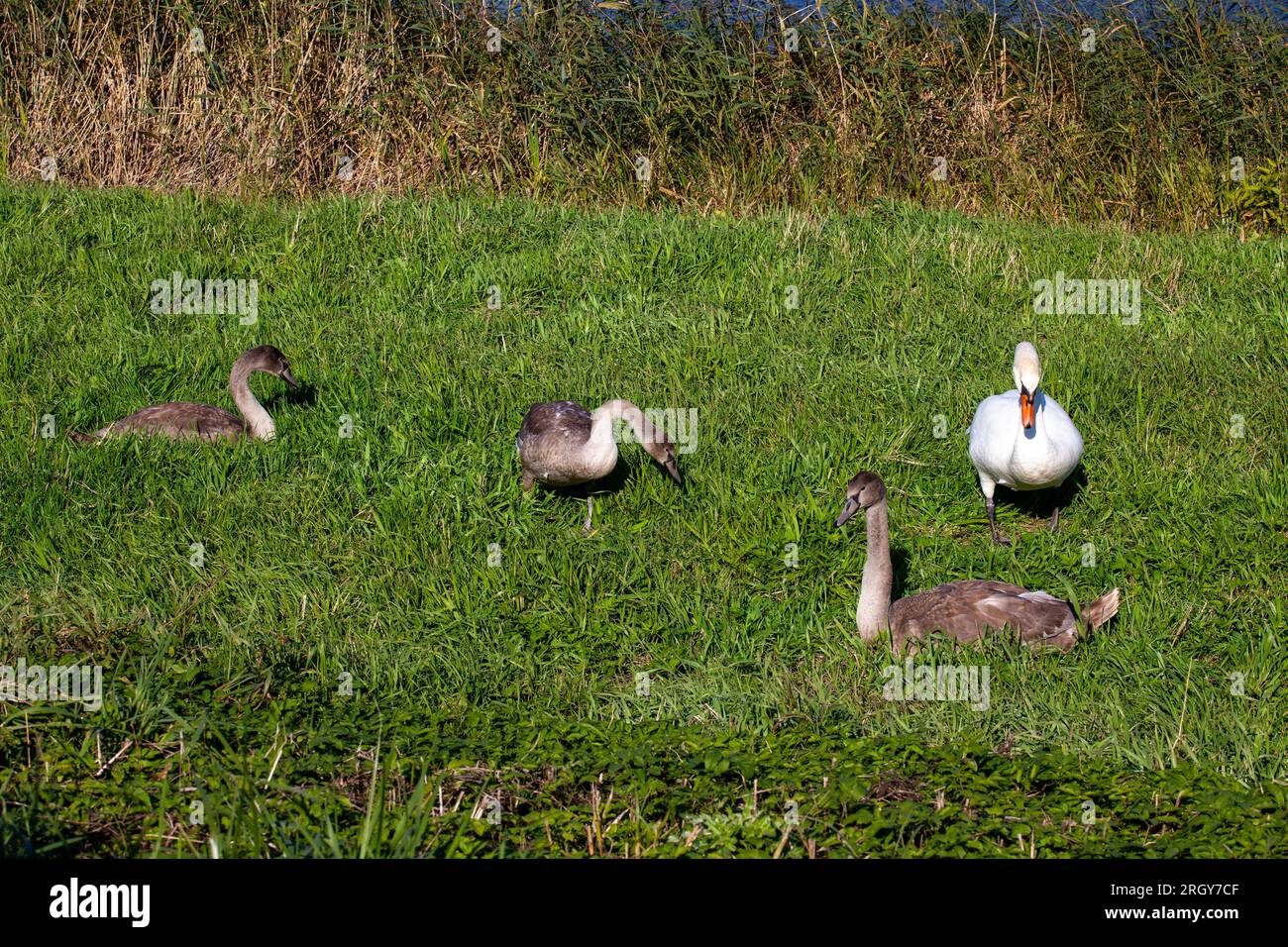 jeunes cygnes près de la rive de la rivière en été, beaux cygnes adultes avec plumage gris Banque D'Images