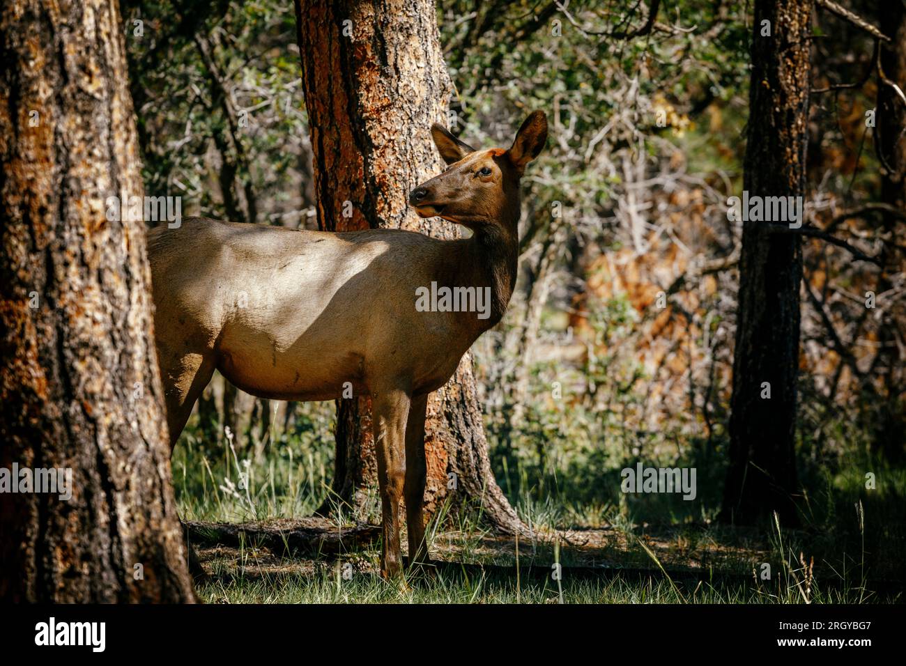 Wapiti Deer Cow dans le parc national du Grand Canyon Banque D'Images