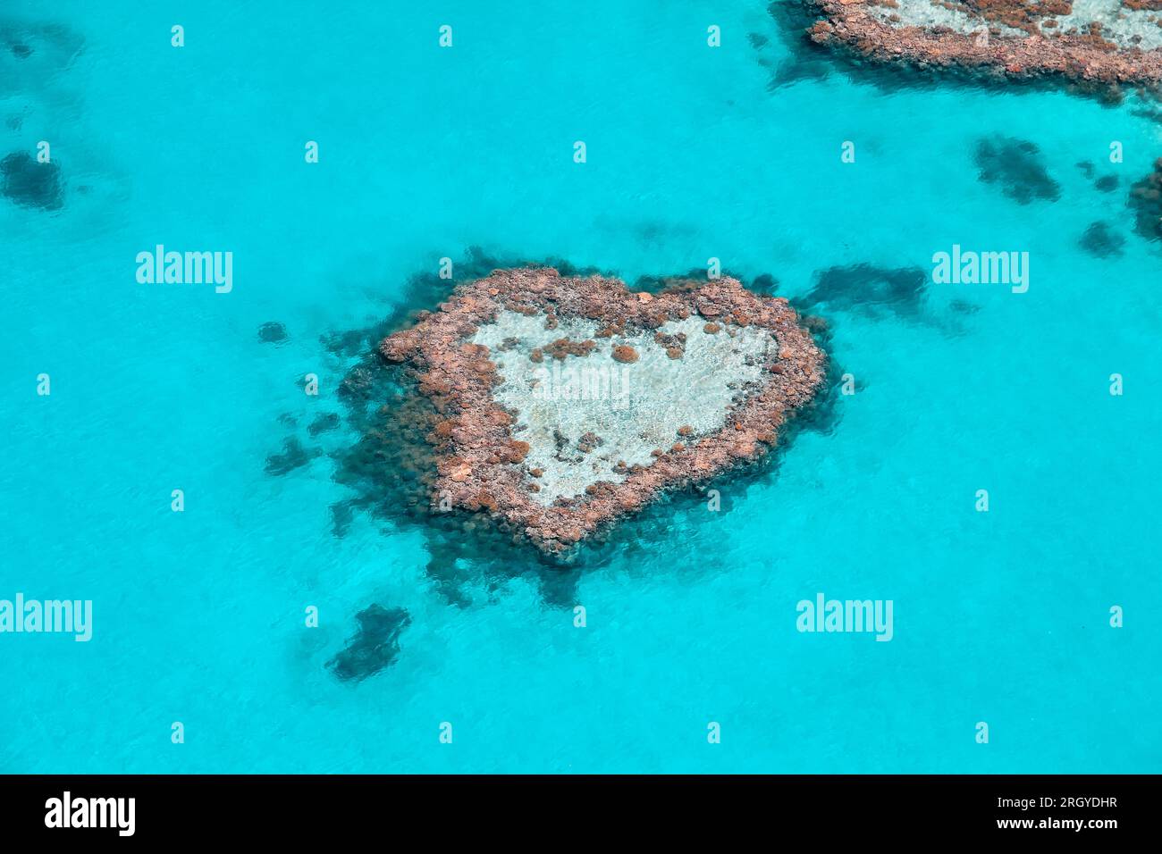 Heart Reef aux îles Whitsunday en Australie Banque D'Images