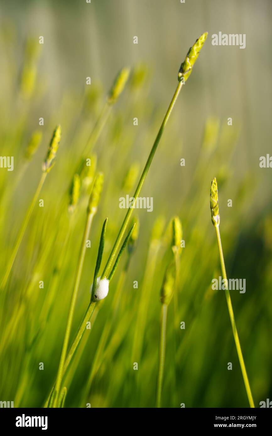 Maladie des plantes à insectes spittlebugs vue sur une tige de lavande. L'image en gros plan d'une mousse qui apparaît sur les plantes de jardin. Cracheur de coucou, causé par la nymphe de spittlebug Banque D'Images
