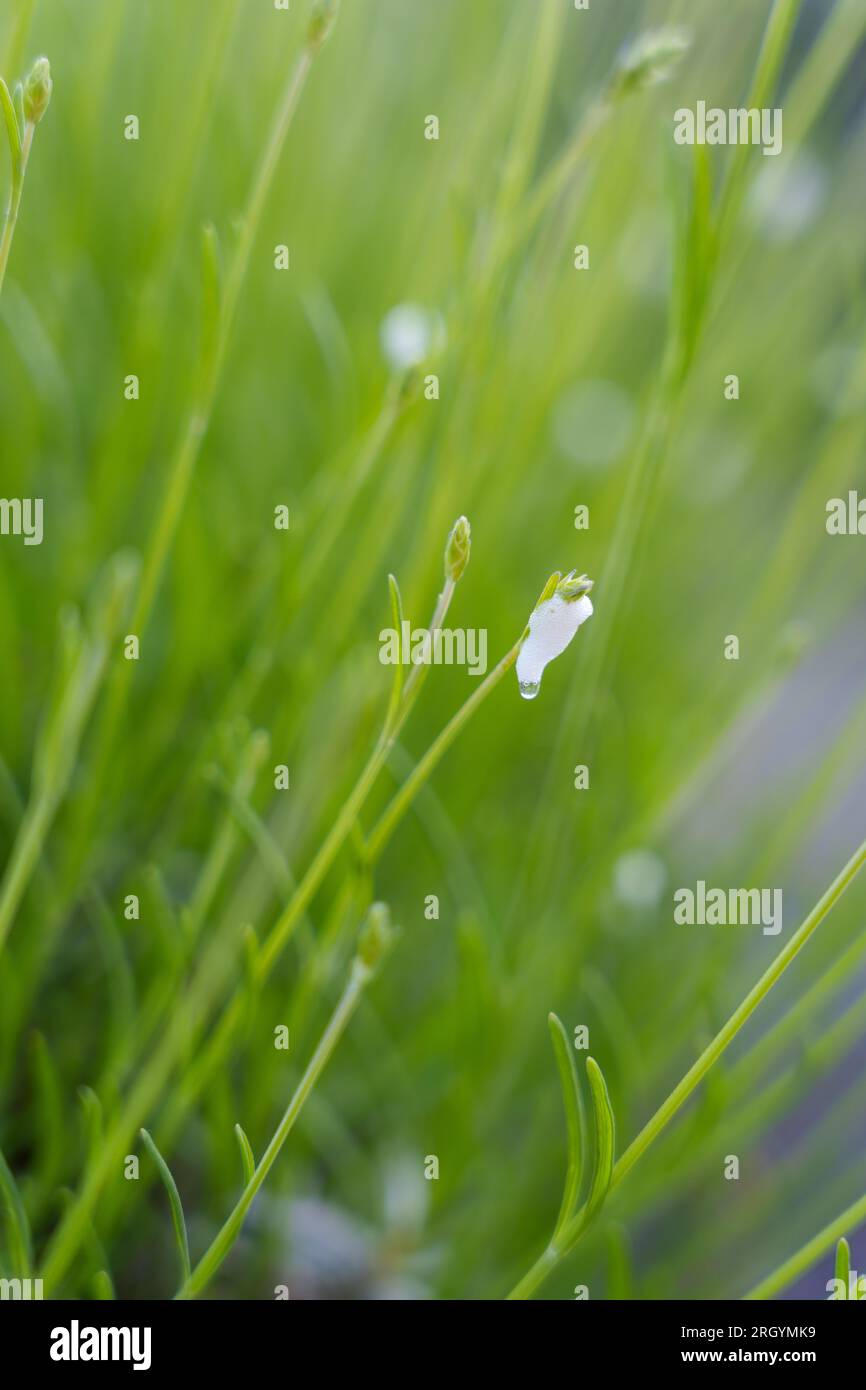 Maladie des plantes à insectes spittlebugs vue sur une tige de lavande. L'image en gros plan d'une mousse qui apparaît sur les plantes de jardin. Cracheur de coucou, causé par la nymphe de spittlebug Banque D'Images