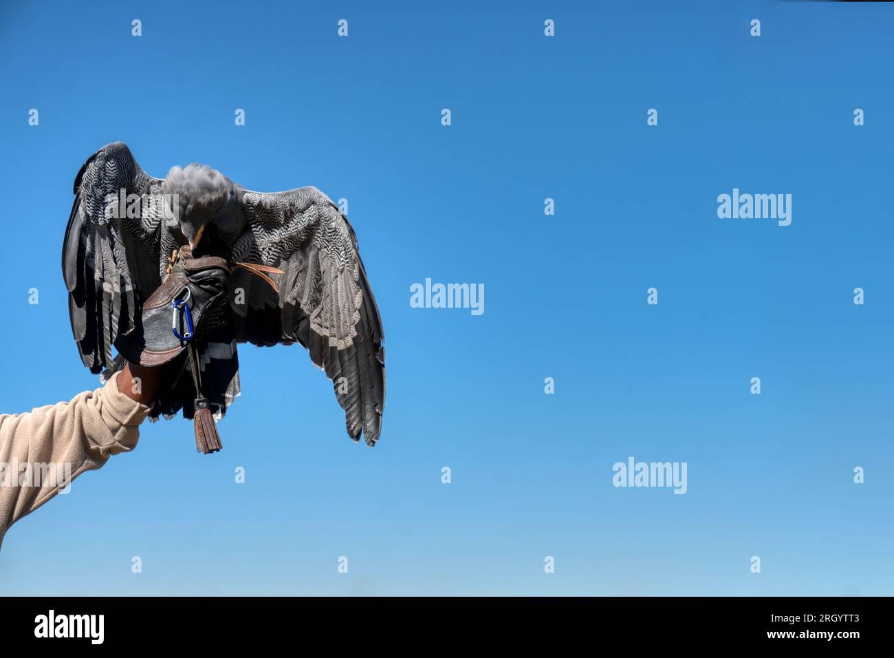 entraîneur arabe de fauconnerie portant un gant tenant un vautour dans un sanctuaire d'oiseaux Banque D'Images entraîneur arabe de fauconnerie portant un gant tenant un vautour dans un sanctuaire d'oiseaux Banque D'Images