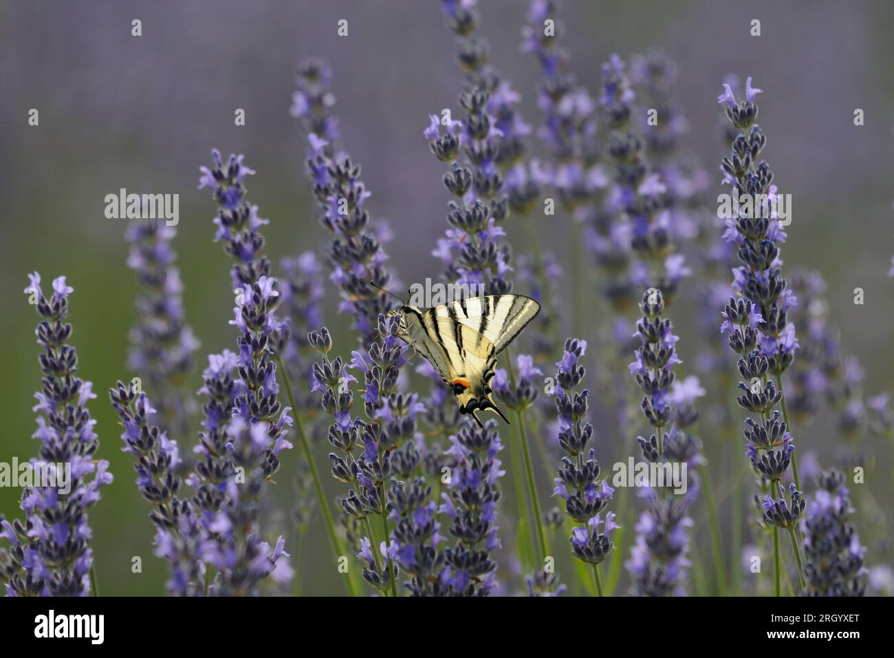 Un rare papillon Swallowtail sèche ses ailes au soleil matinal dans un champ de lavande, Iphiclides podalirius Banque D'Images